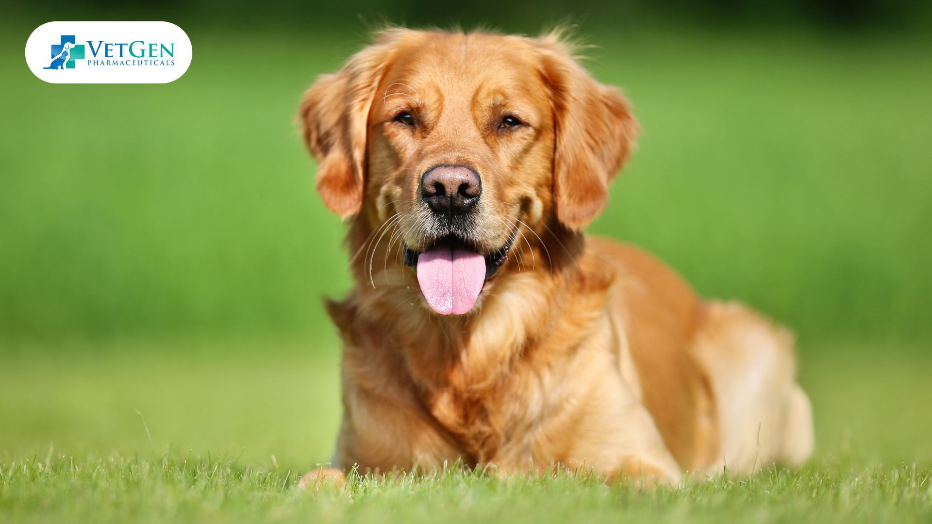 Canadian Golden Retrievers