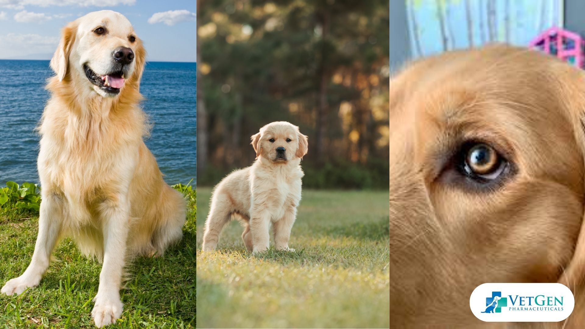 Characteristics of Golden Retrievers