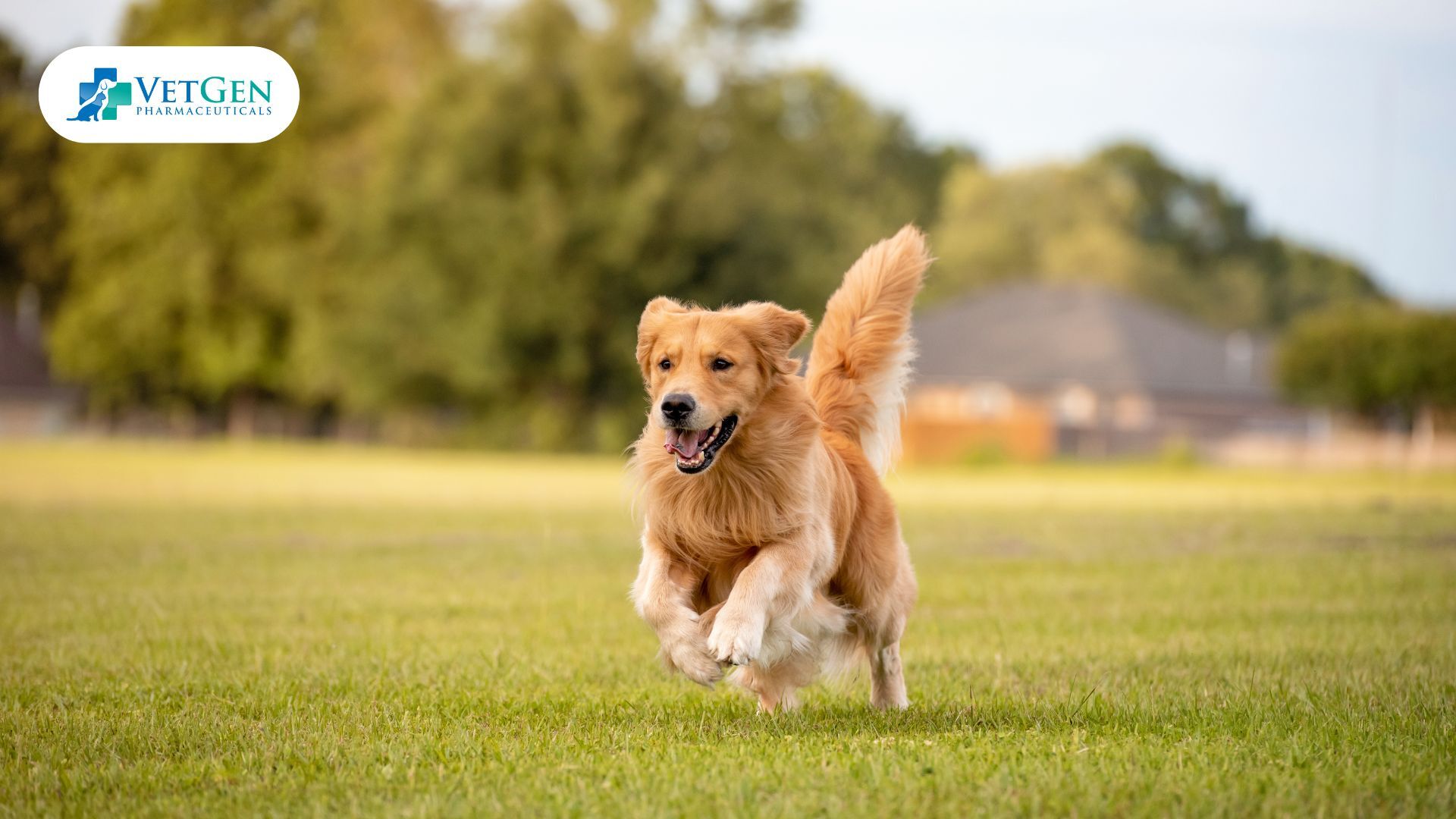 Field-Bred Golden Retrievers