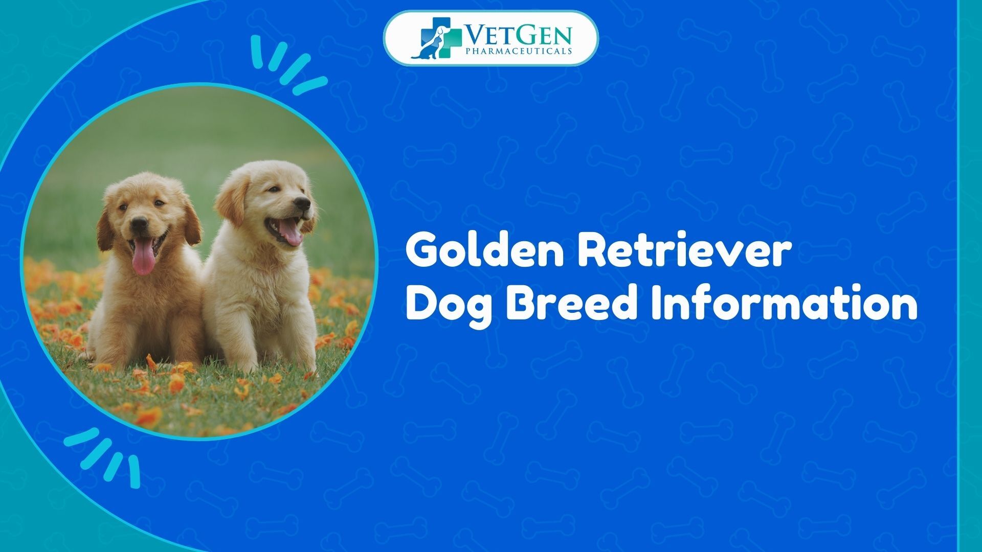 Golden Retriever Dog Breed Information