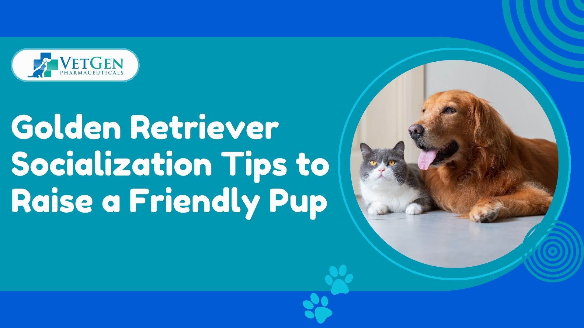 Golden Retriever Socialization Tips to Raise a Friendly Pup