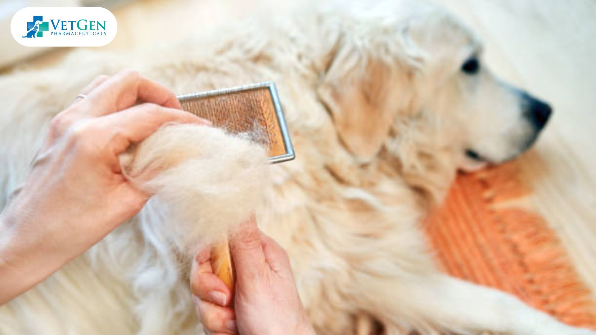 Golden Retrievers Shed