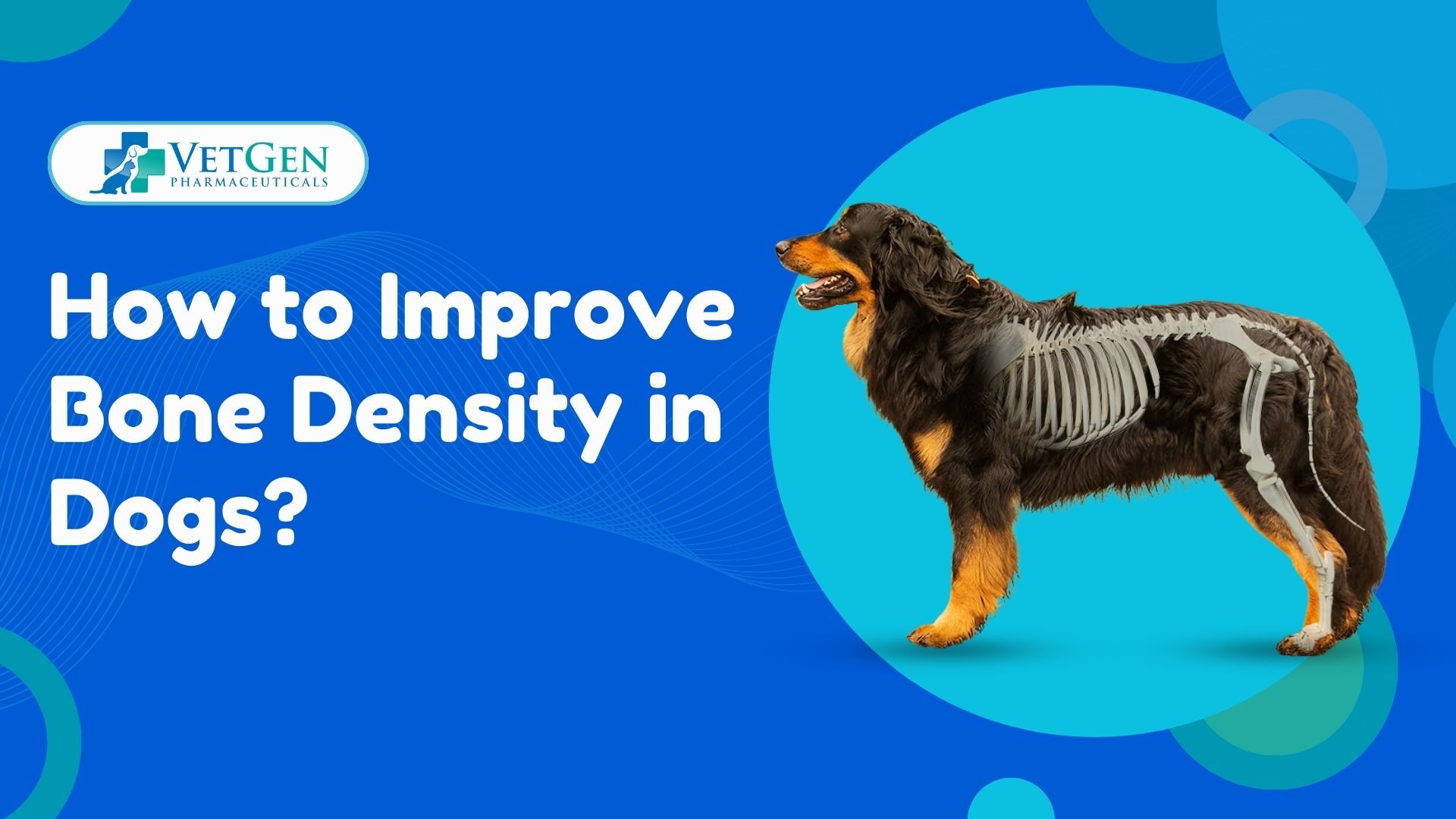 How to Improve Bone Density in Dogs