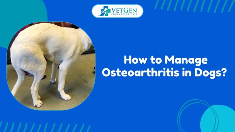 How to Manage Osteoarthritis in Dogs