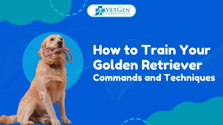 How to Train Your Golden Retriever Commands and Techniques