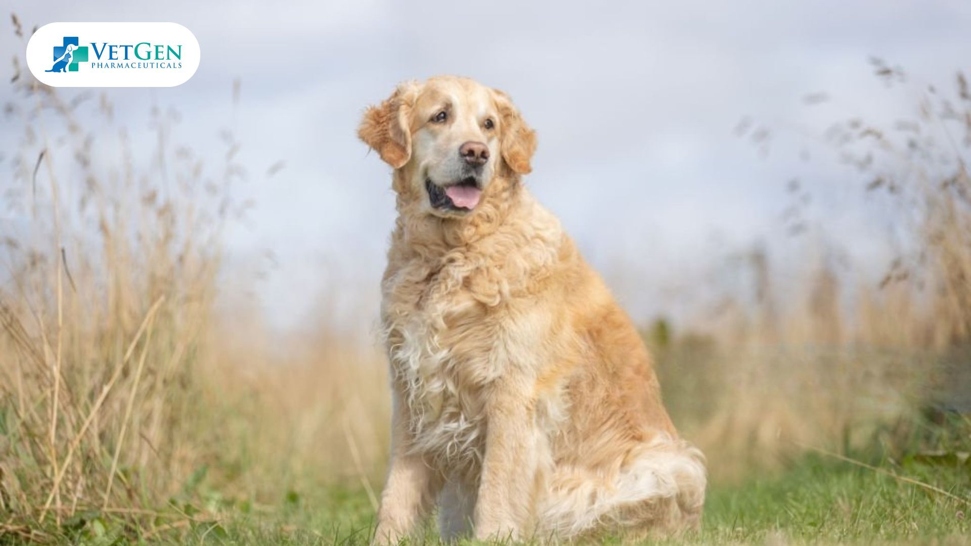 Obesity in dogs