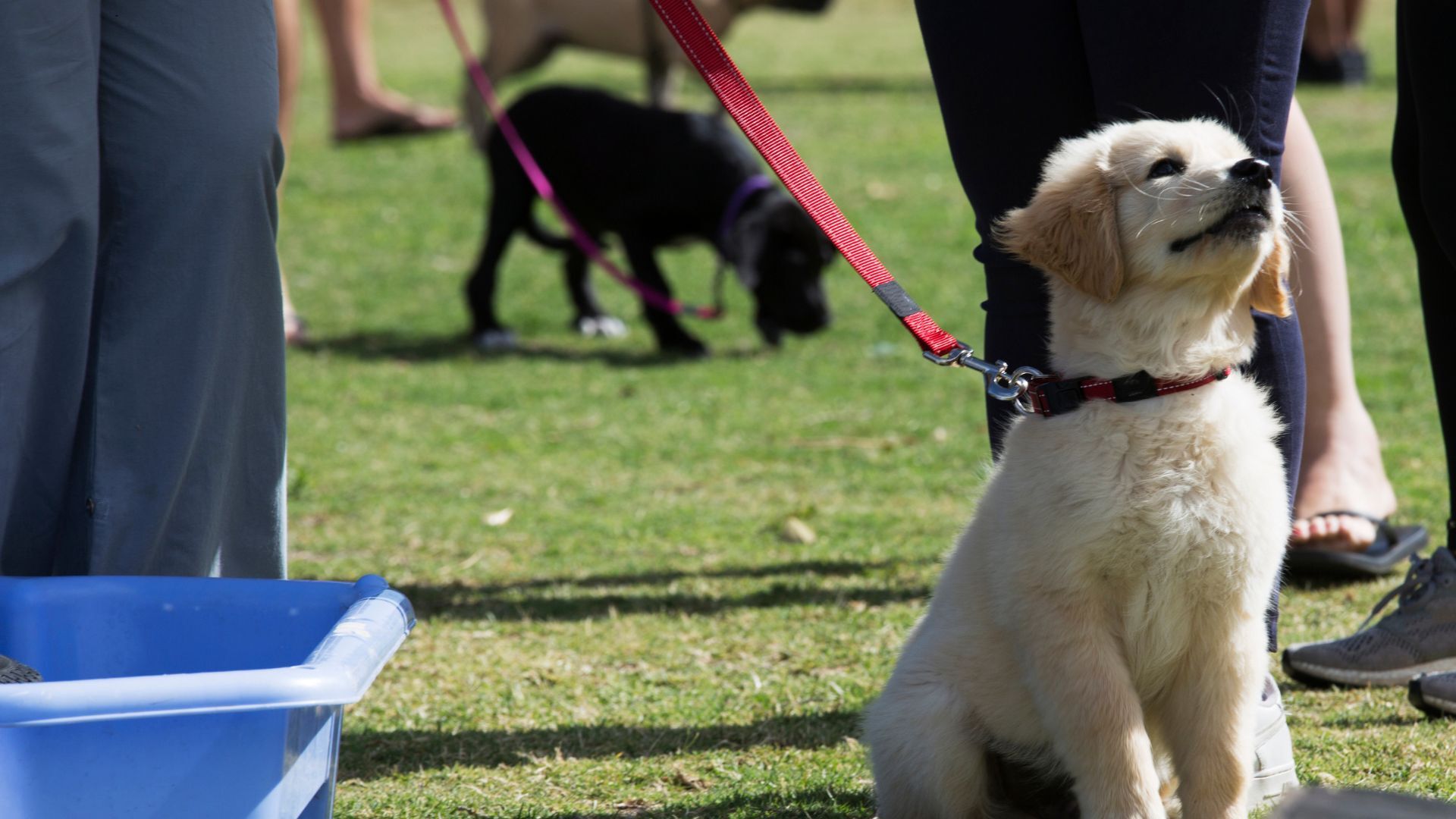 Playdates or Puppy Classes for dogs (VetGen)