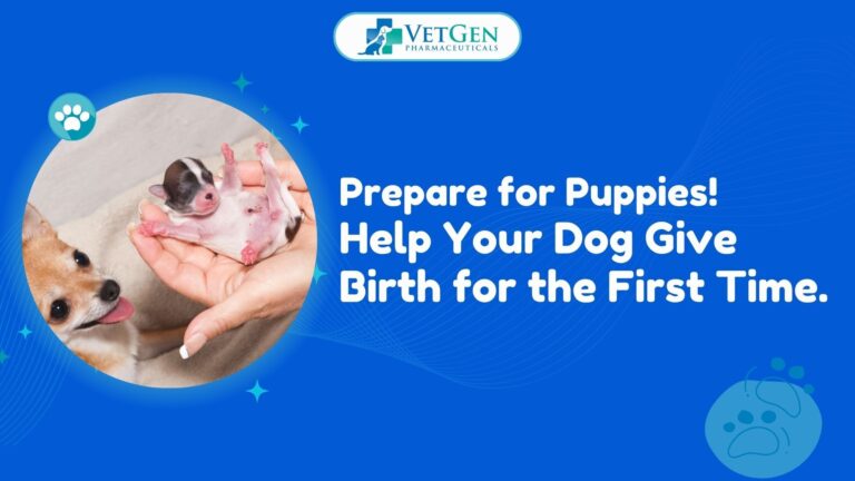 Prepare for Puppies! Help Your Dog Give Birth for the First Time