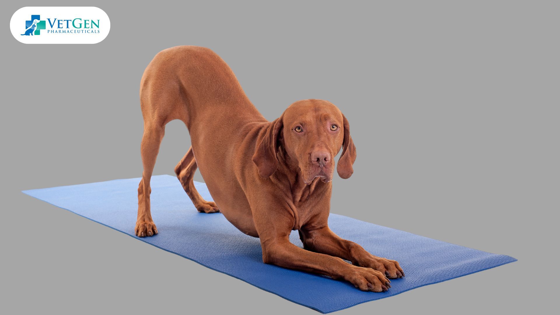 Regular Exercise for dogs