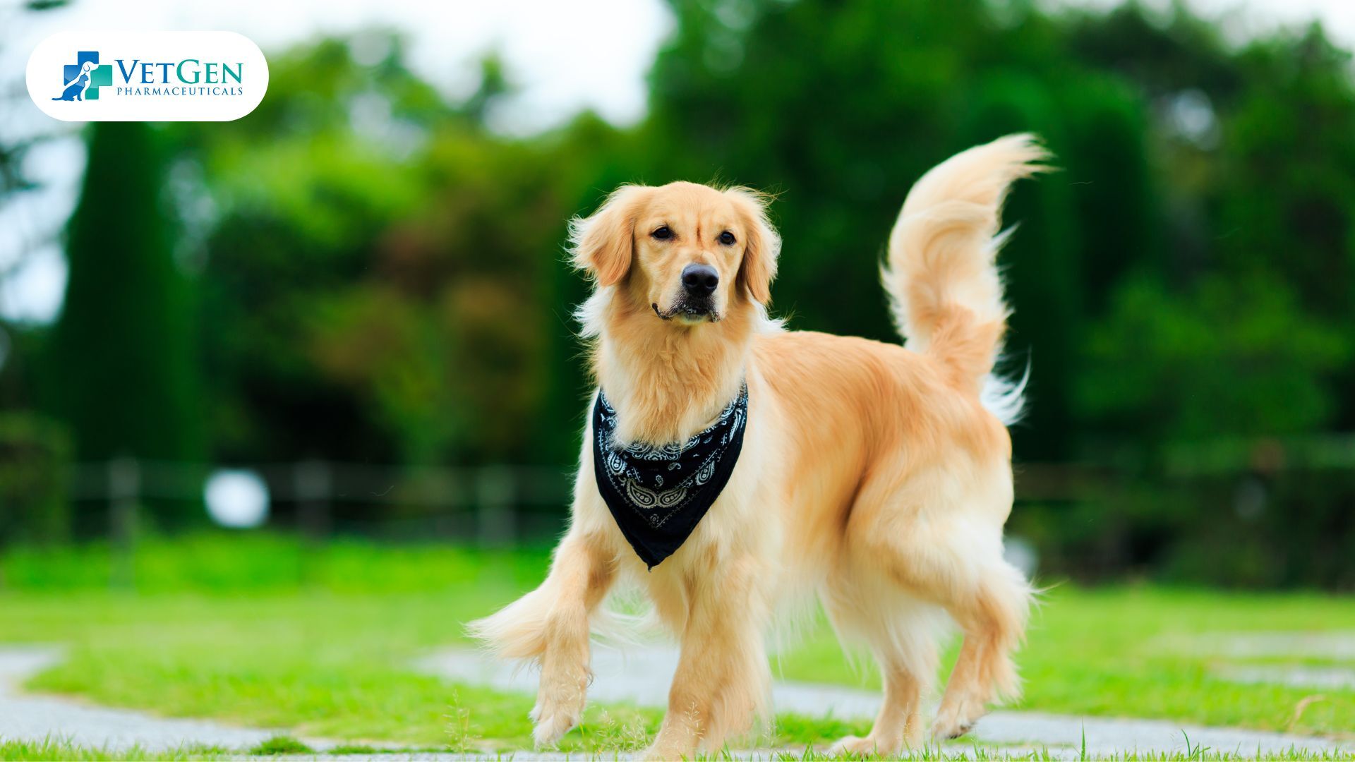 Show Golden Retrievers