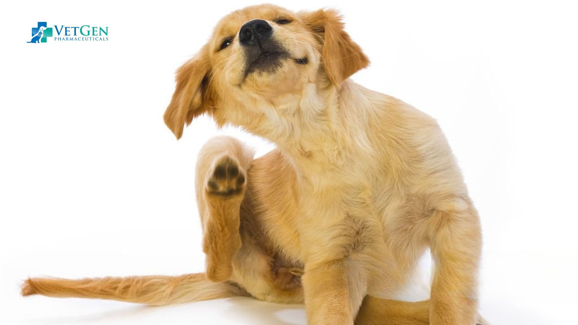 Skin Conditions & Allergies in Golden Retriever