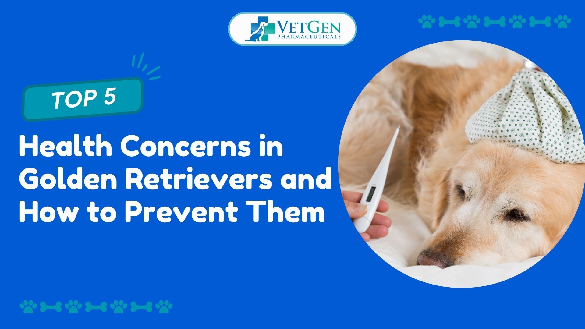 Top 5 Health Concerns in Golden Retrievers and How to Prevent Them