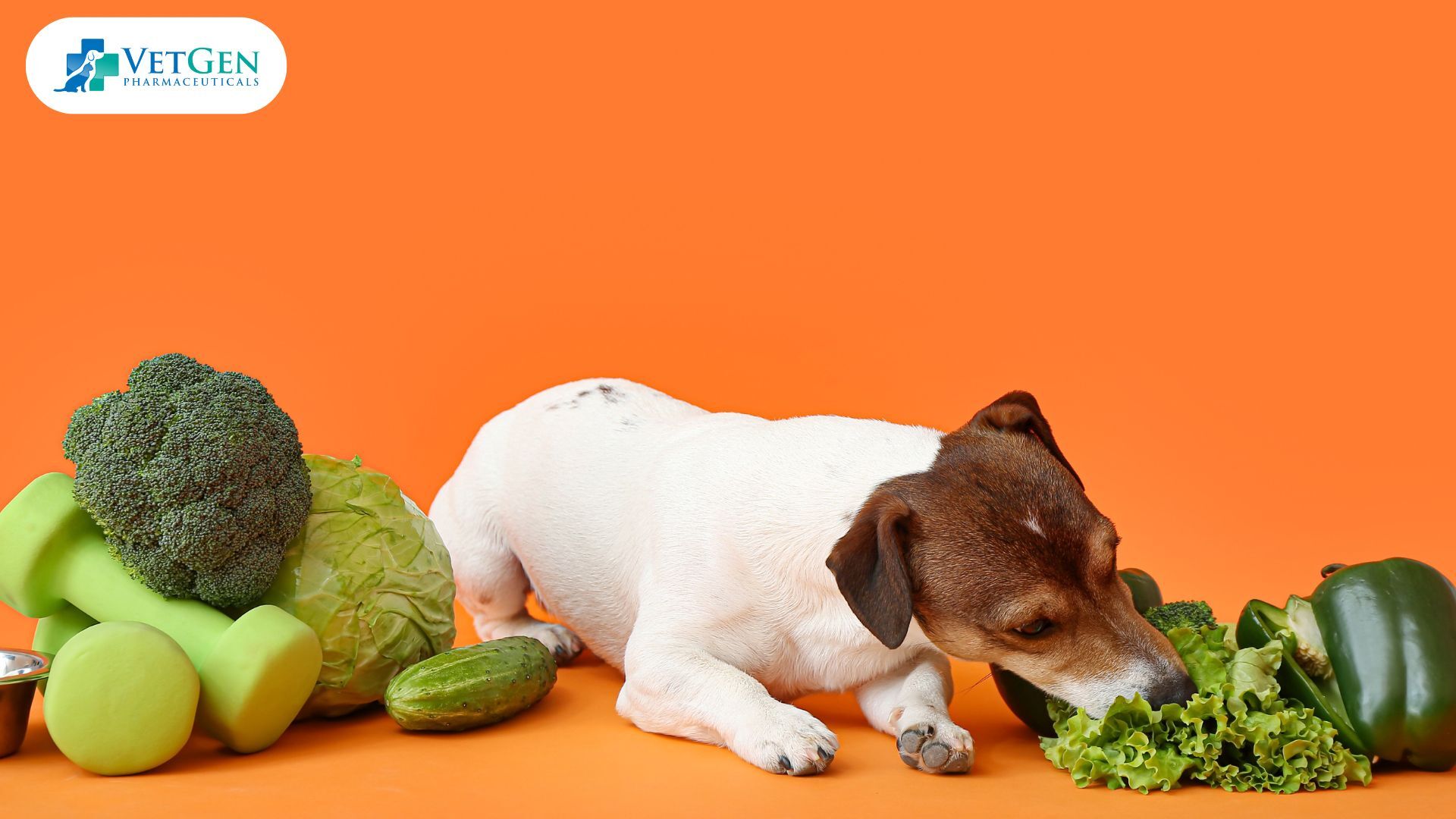 Vitamins and Minerals for dogs