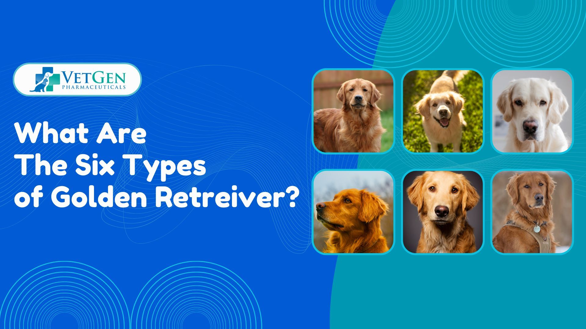 What Are The Six Types of Golden Retreiver