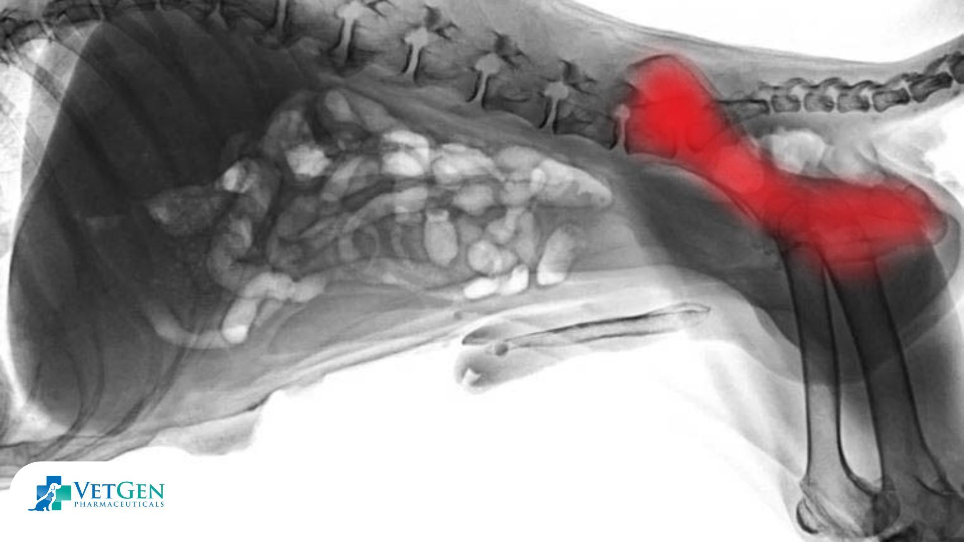 X-RAY Diagnosis in dogs