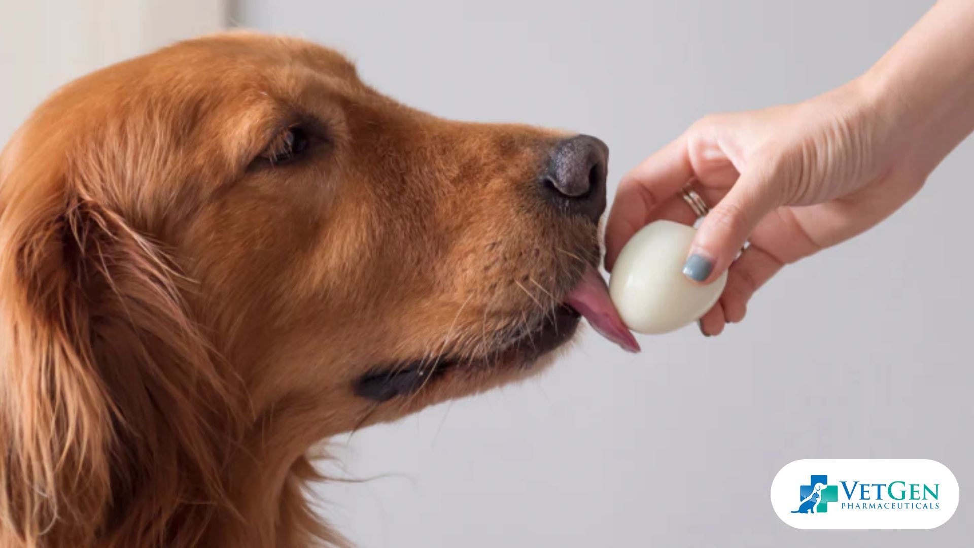 dog eating eggs (1)