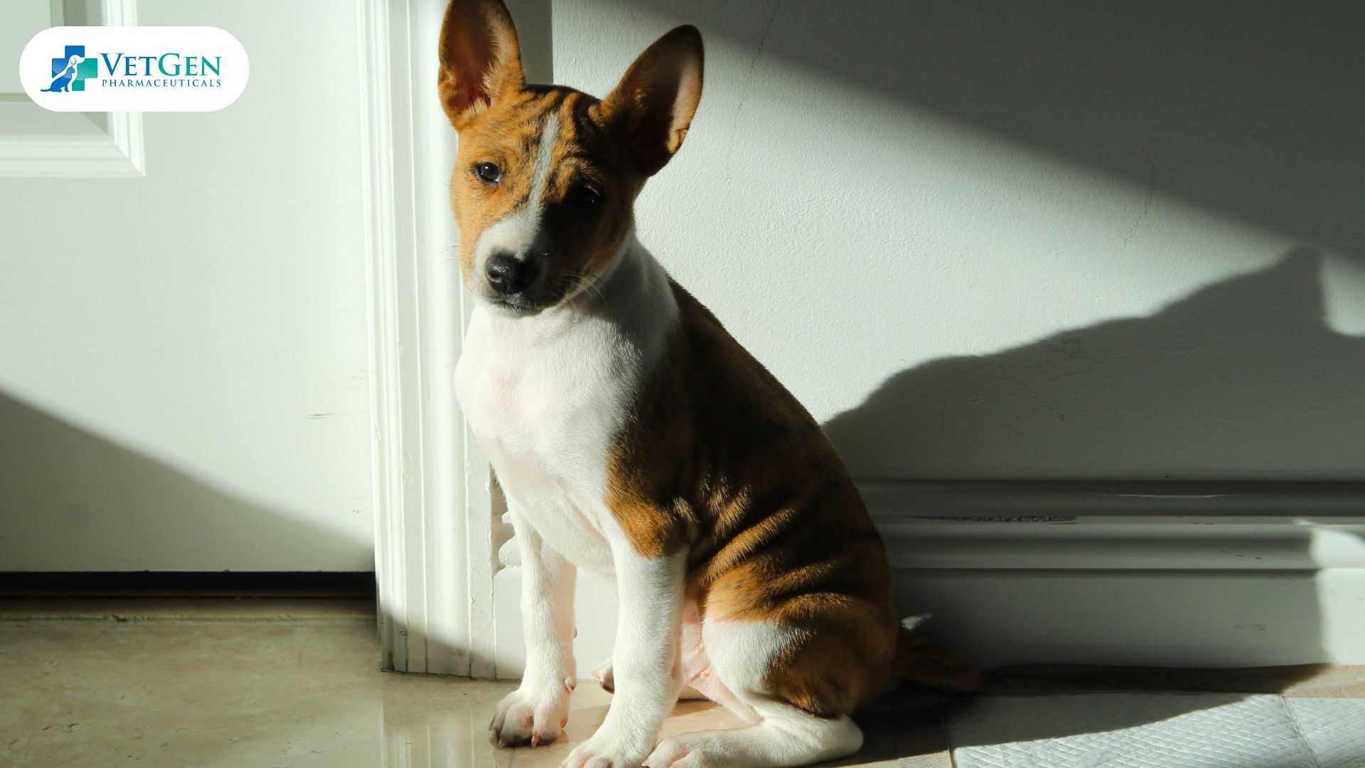 Basenji dog