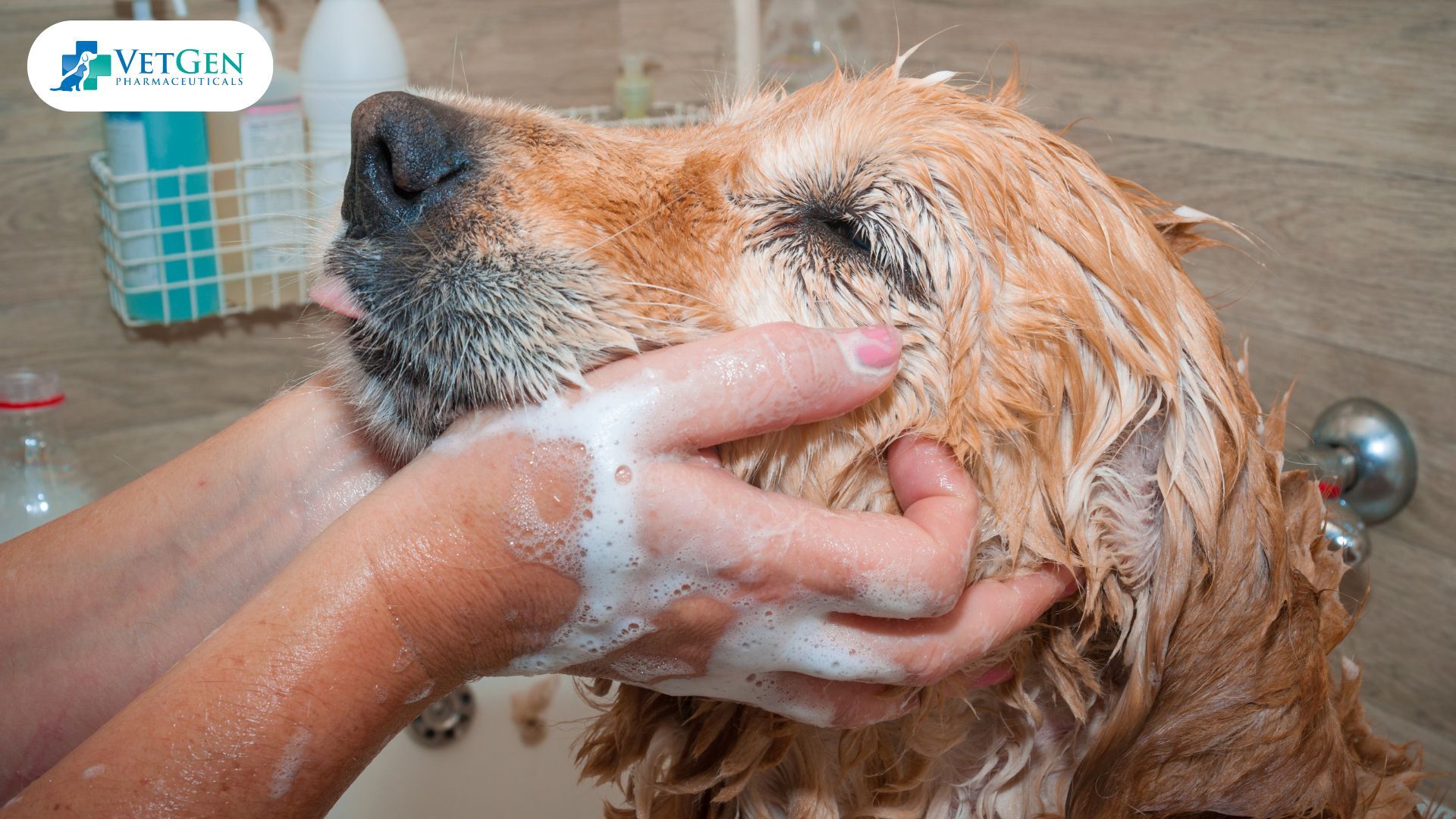 Bathing Time for dog