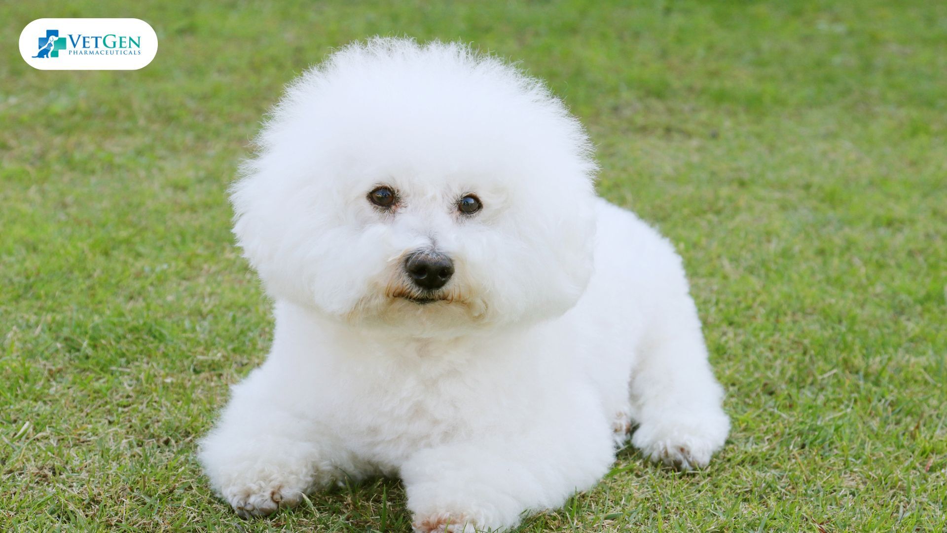 Bichon Frise dog