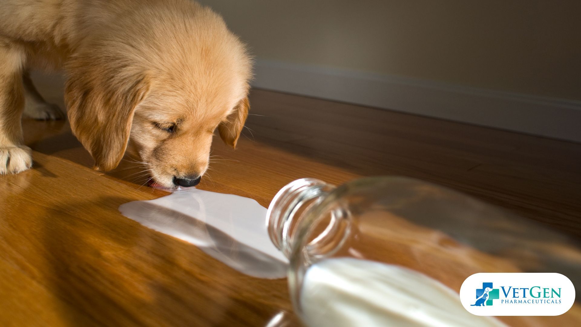 Can Dogs Drink Milk