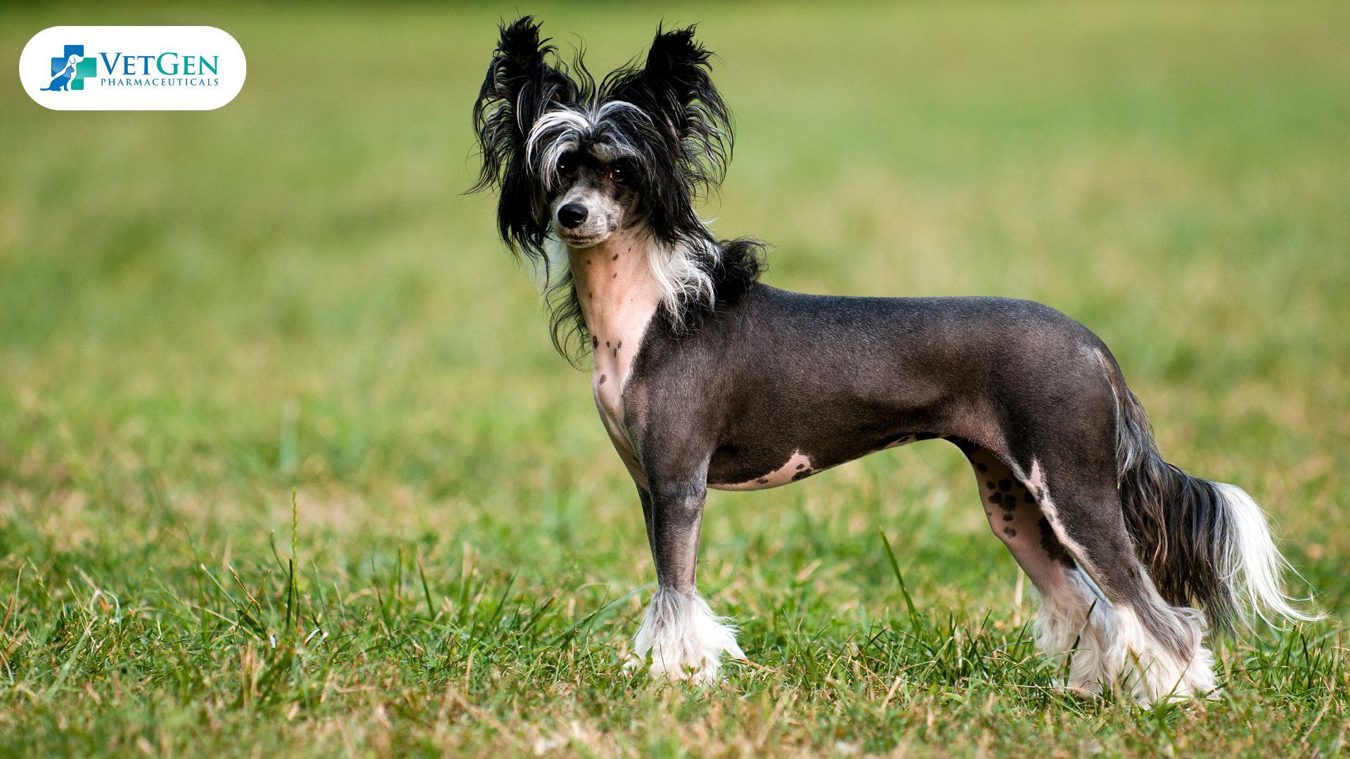 Chinese Crested dog