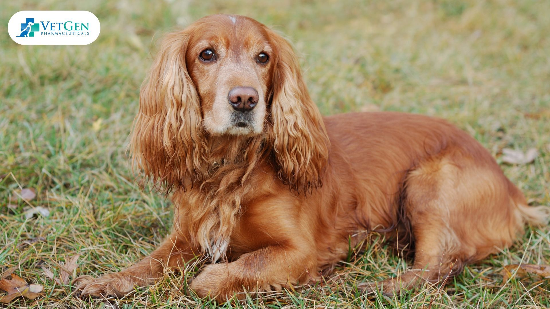 Cocker Spaniel dog