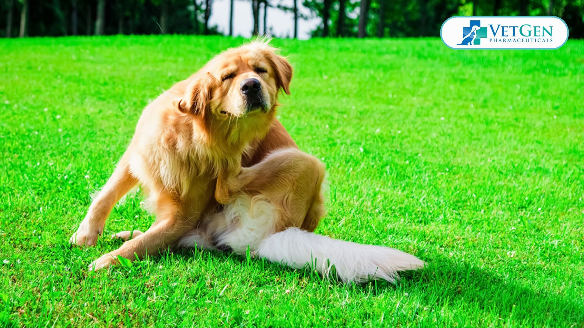 Environmental Allergies in dogs