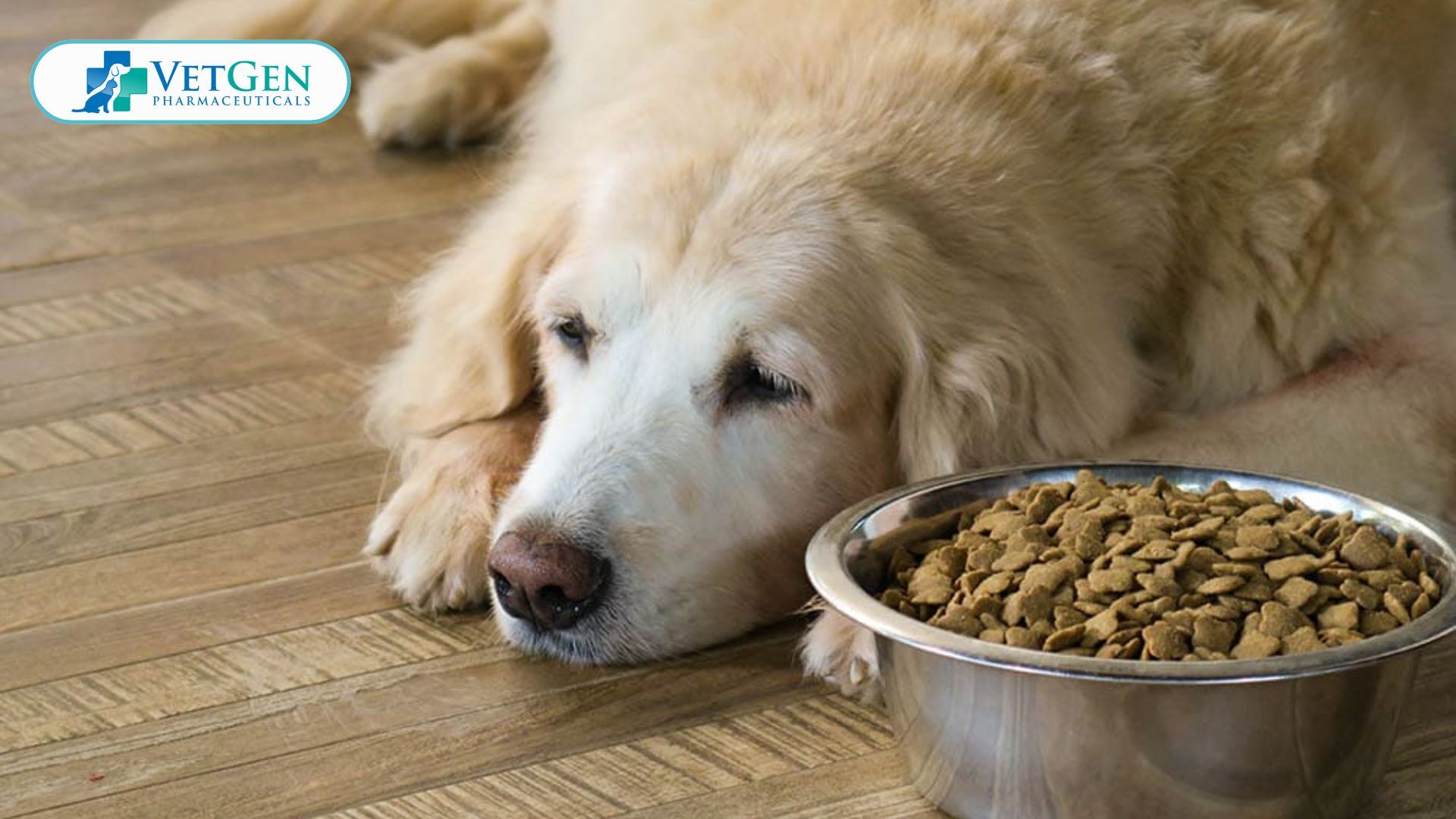 Food Allergies in dog