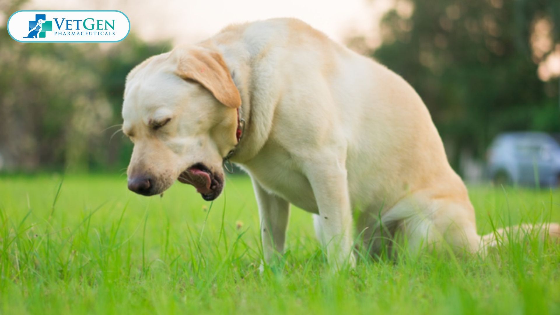 Gastrointestinal Issues in dogs