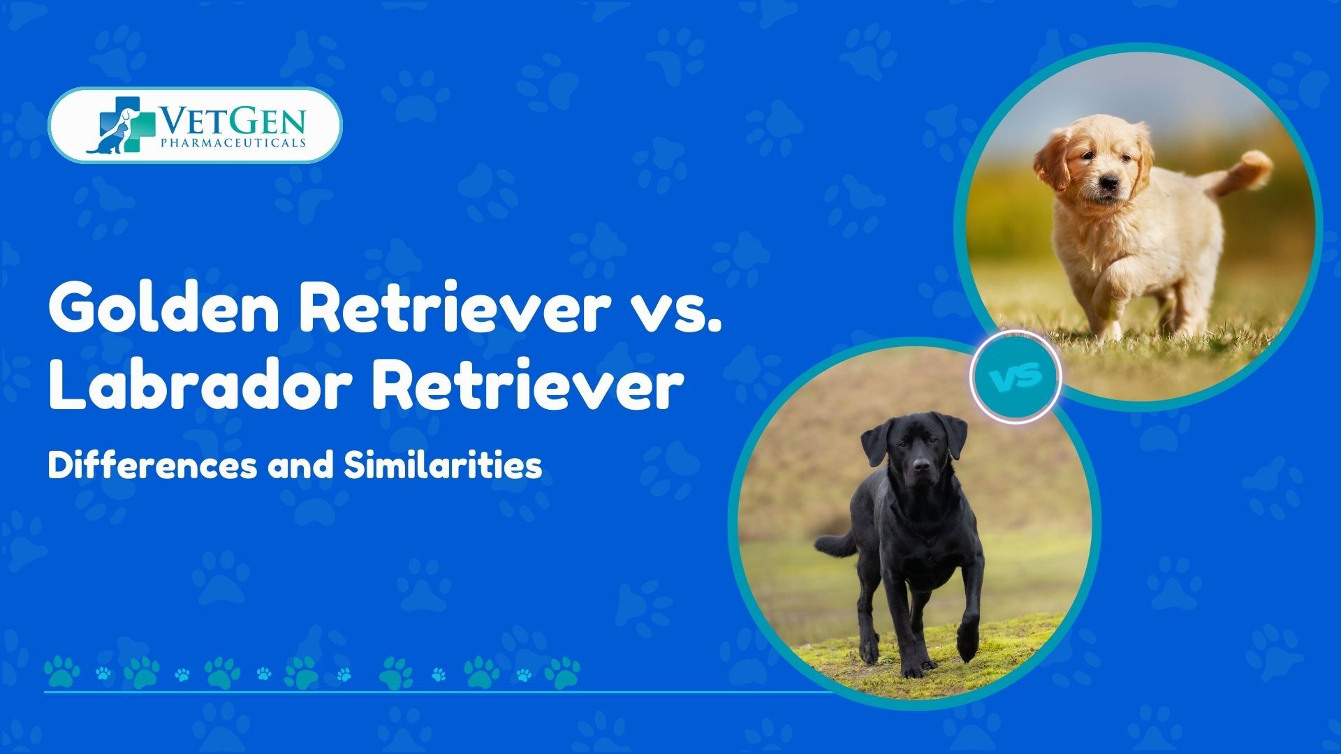 Golden Retriever vs. Labrador Retriever Differences and Similarities