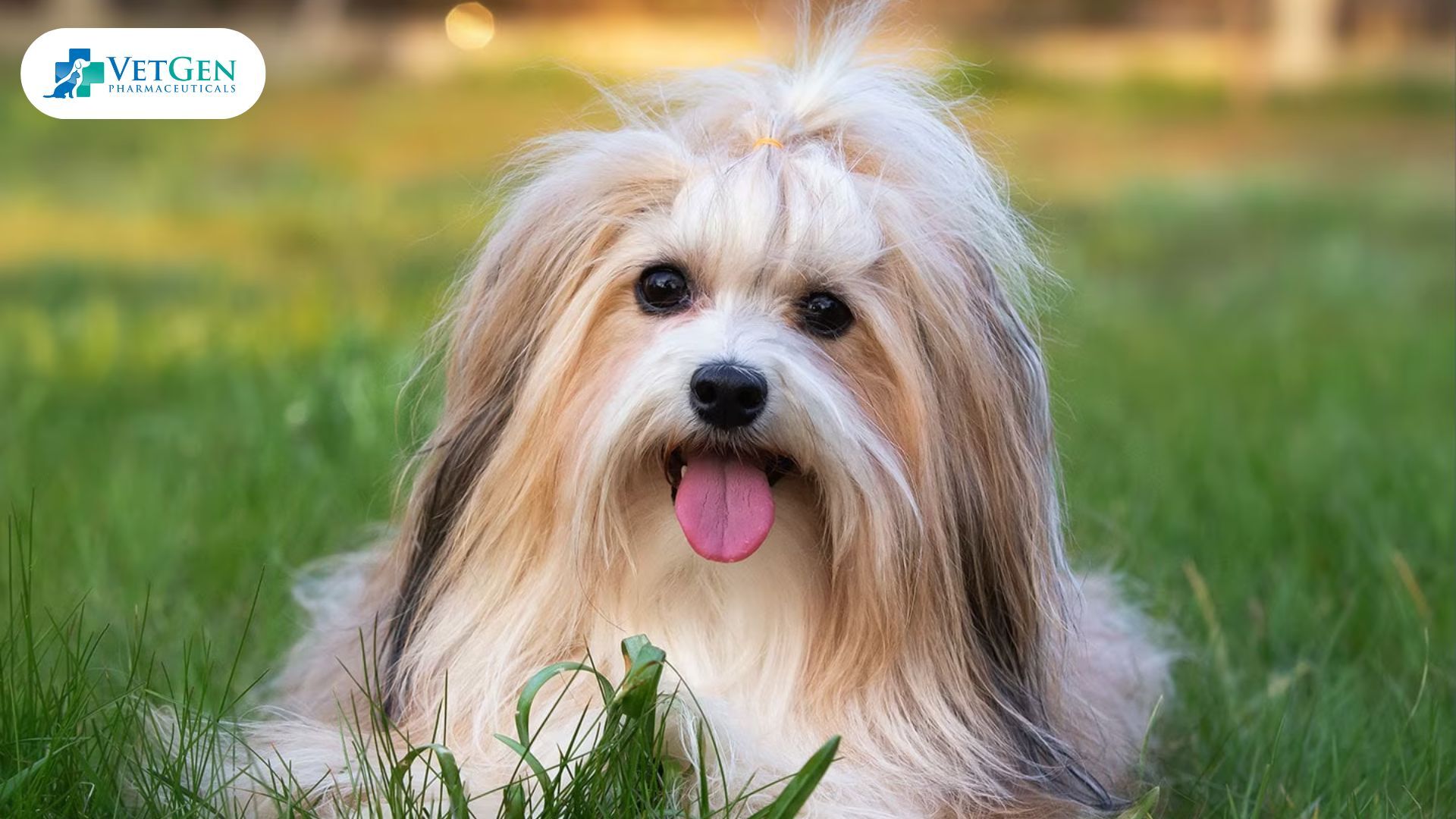 Havanese dog