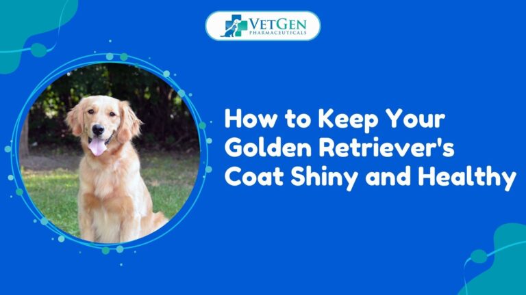 How to Keep Your Golden Retriever's Coat Shiny and Healthy