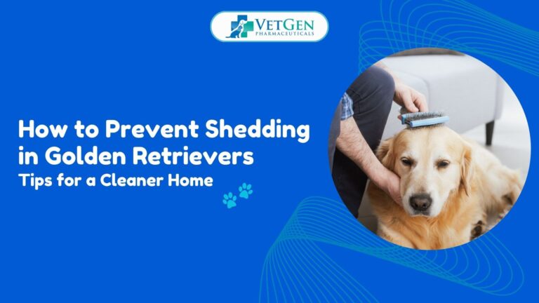 How to Prevent Shedding in Golden Retrievers Tips for a Cleaner Home