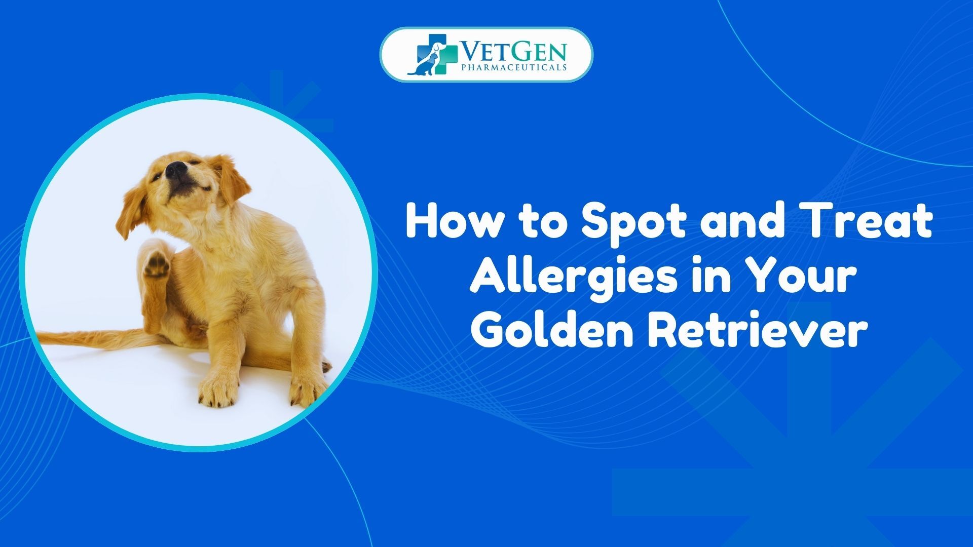 How to Spot and Treat Allergies in Your Golden Retriever