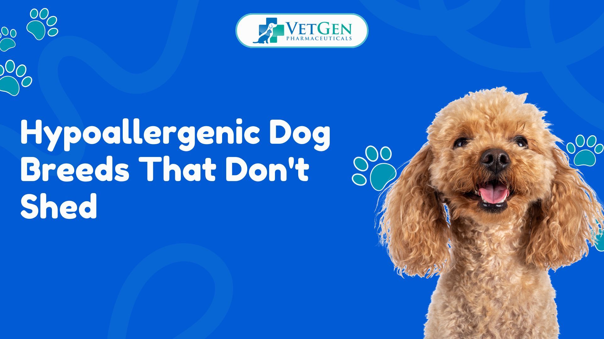 Hypoallergenic Dog Breeds That Don't Shed