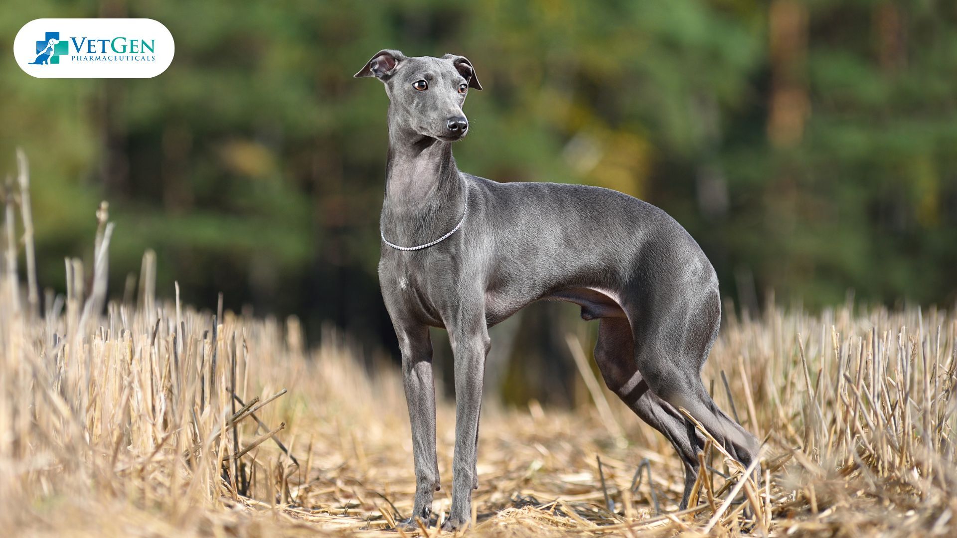 Italian Greyhound dog