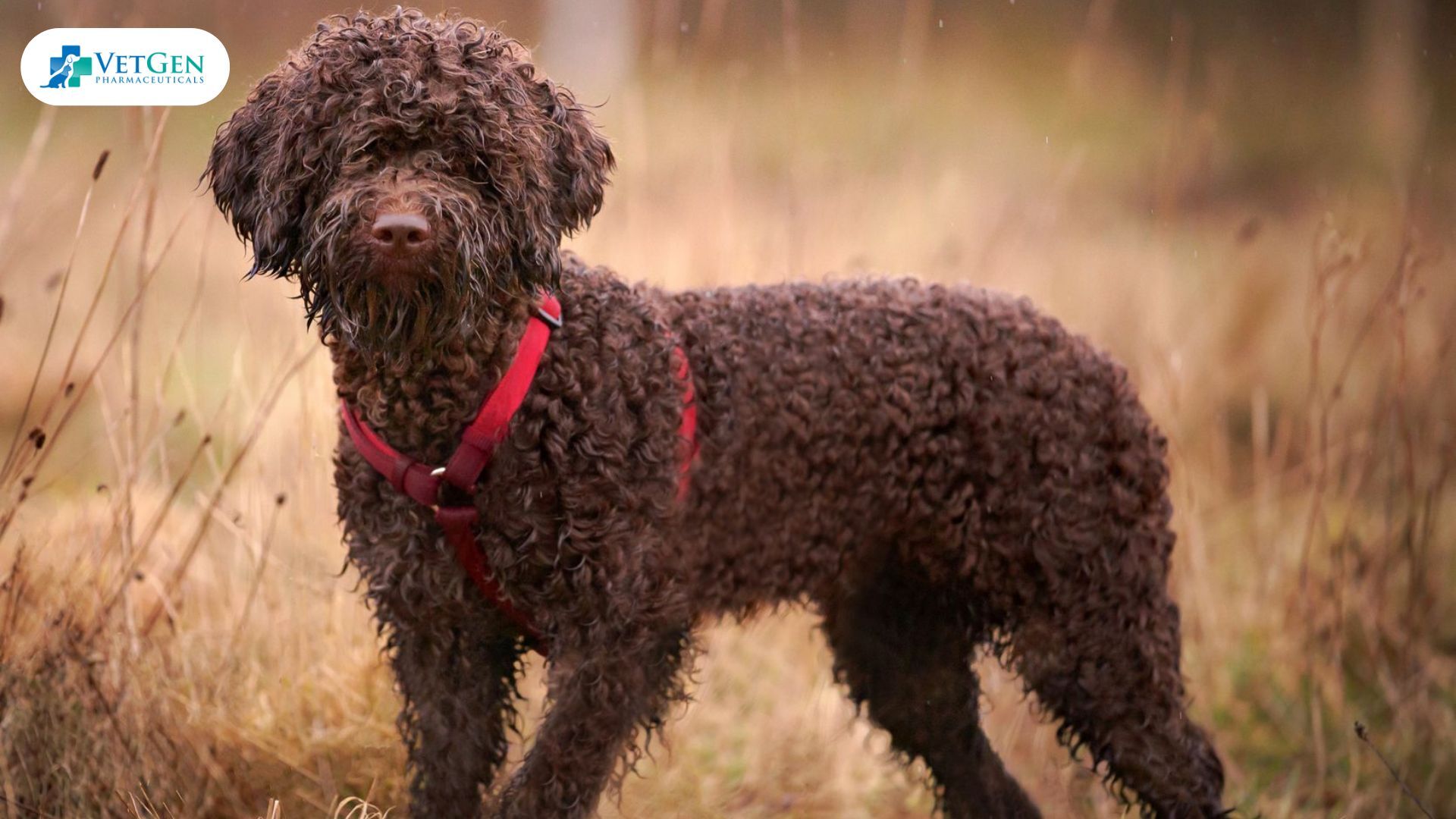 Lagotto Romagnolo dogs