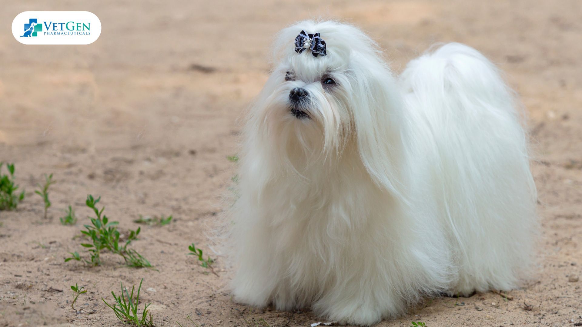 Maltese dog