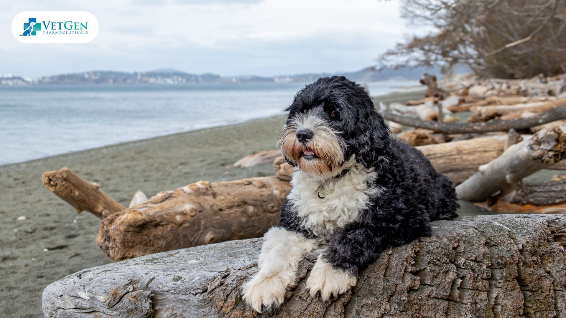 Portuguese Water Dog