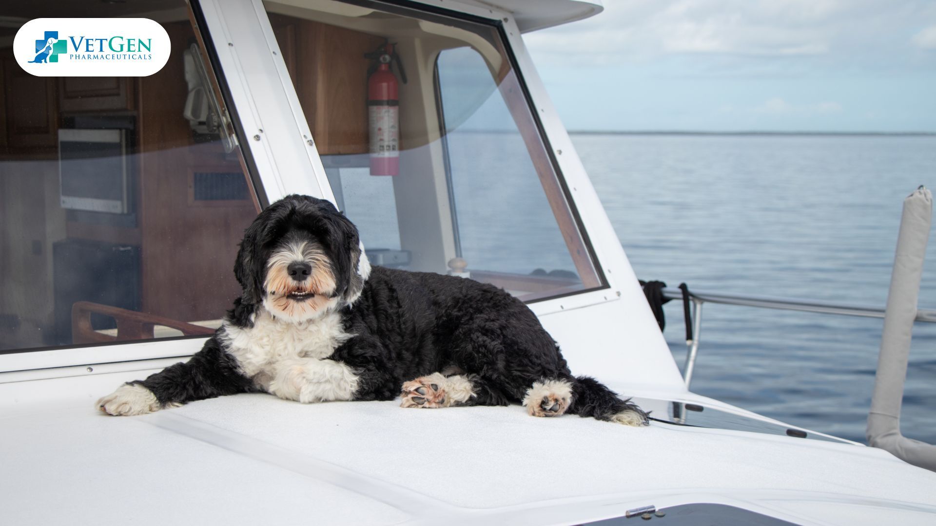 Portuguese Water Dogs