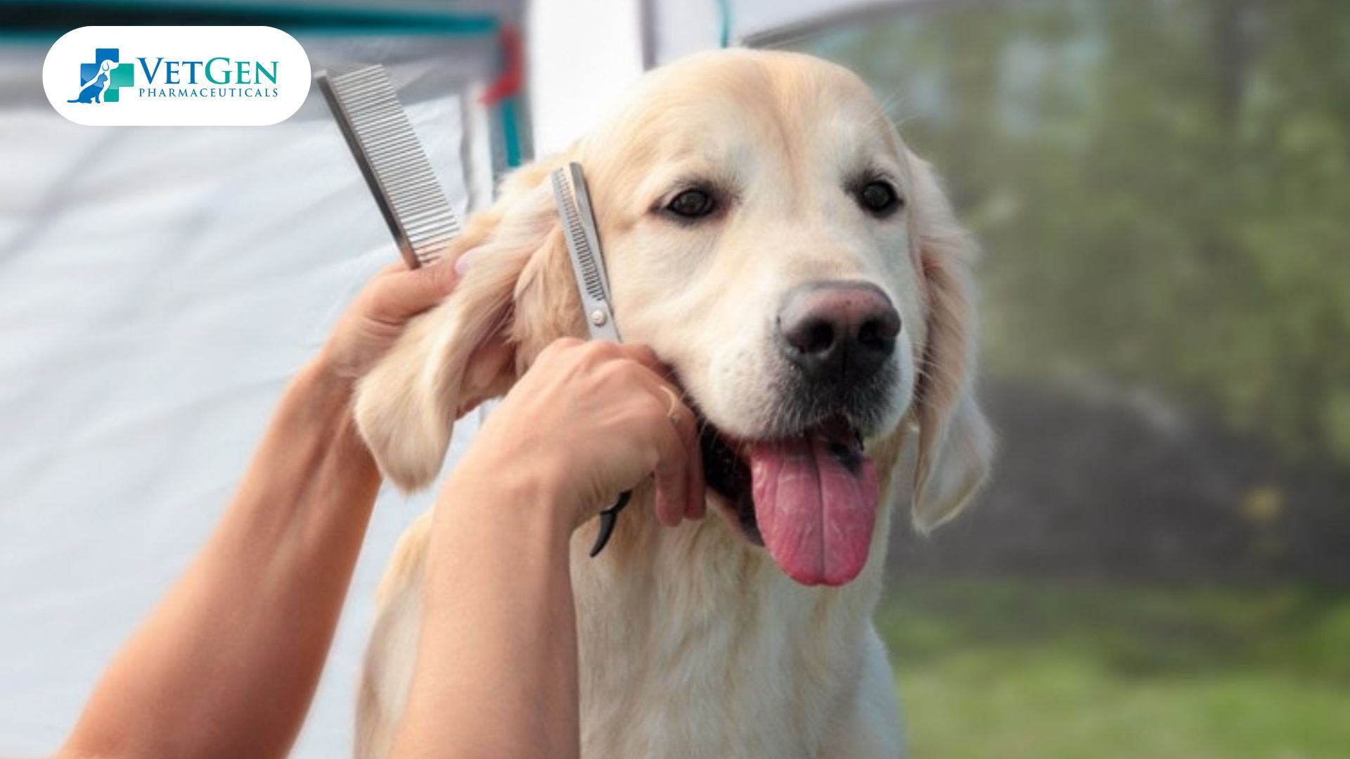 Regular Grooming for dog