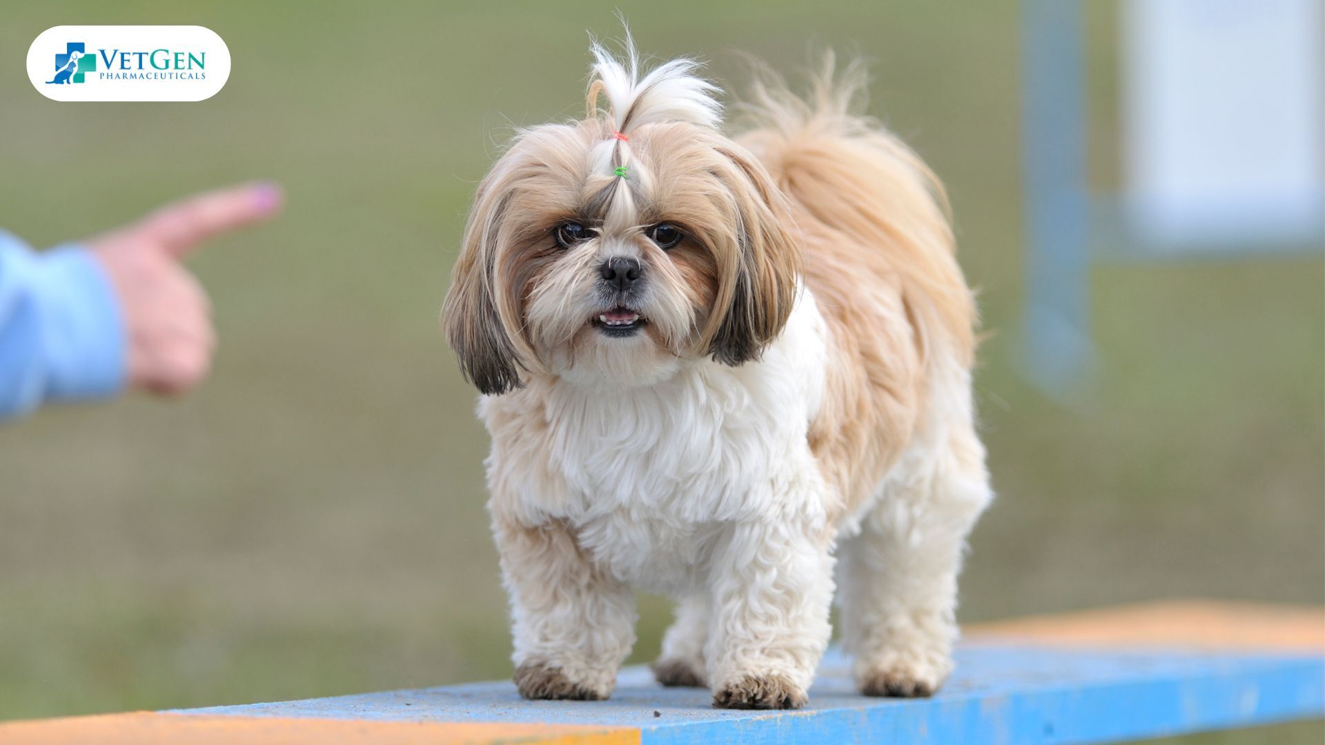 Shih Tzu dog