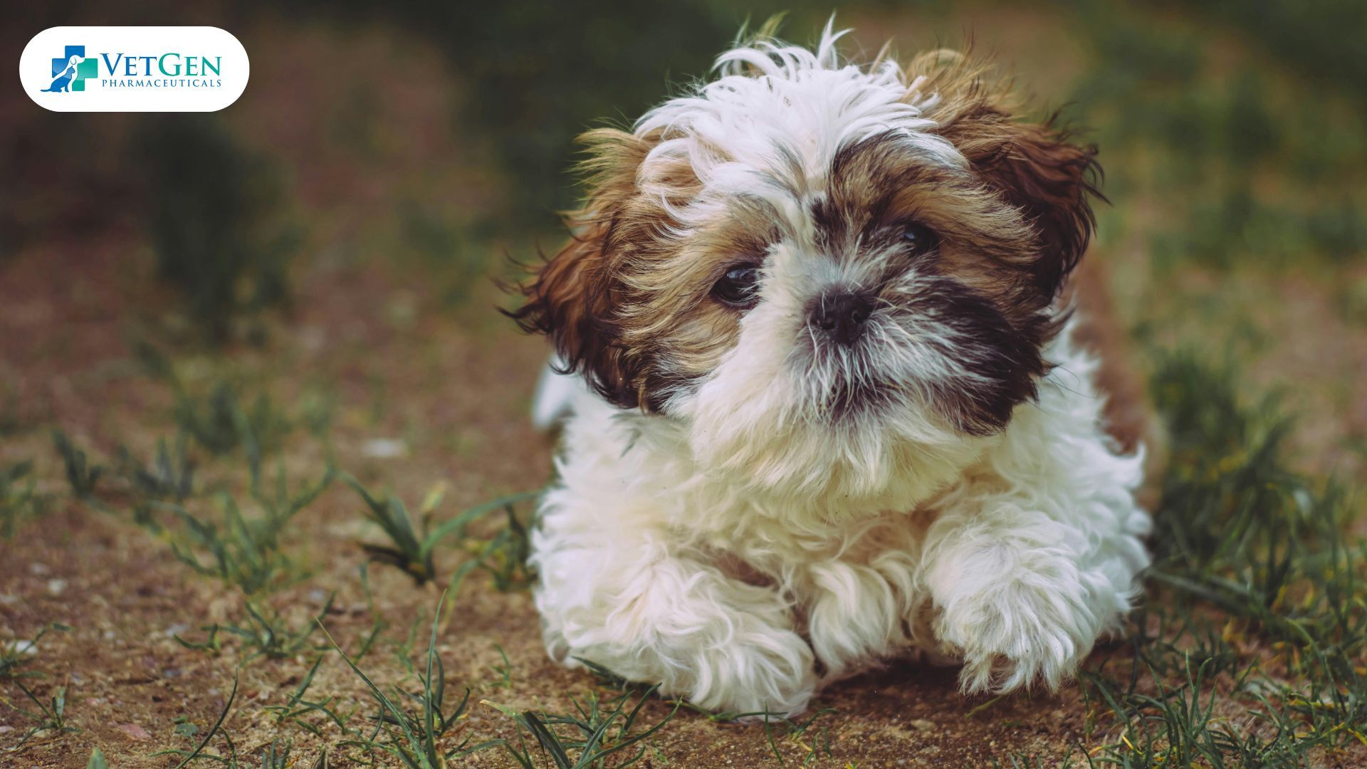 Shih Tzu dogs