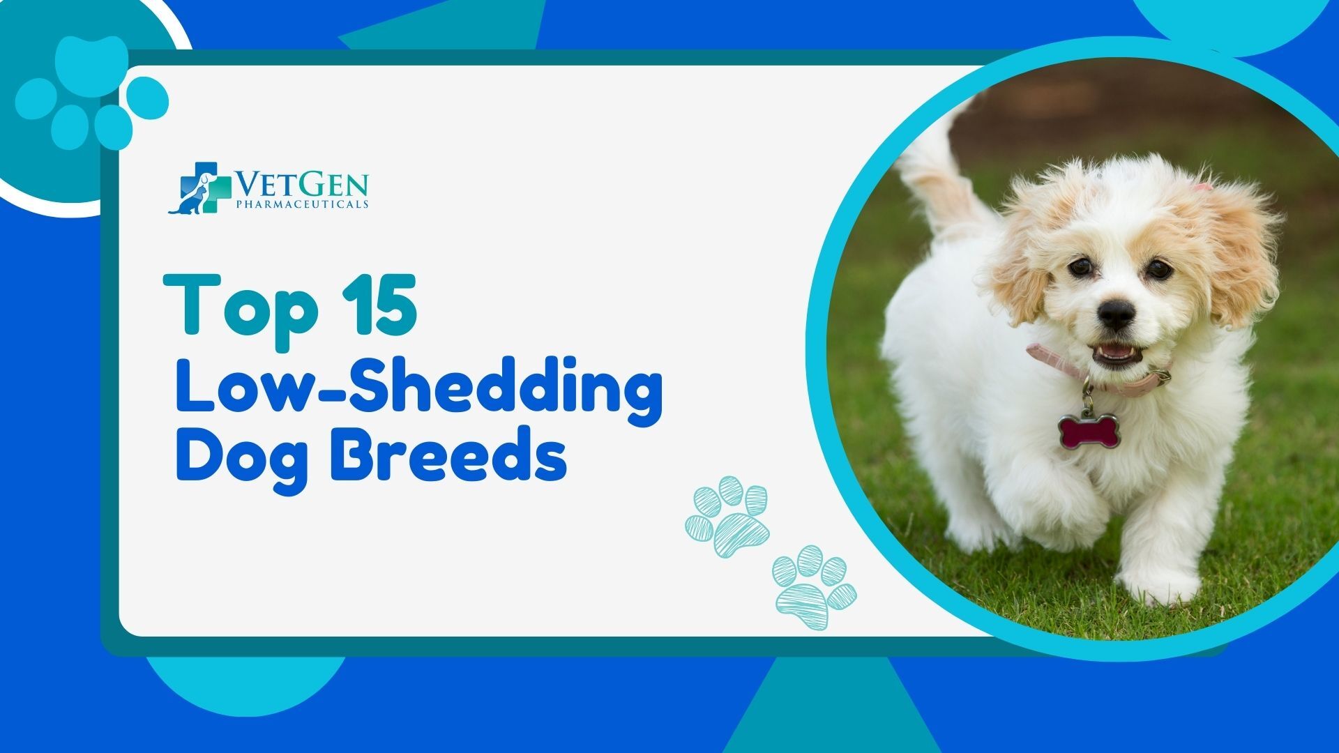 Top 15 Low-Shedding Dog Breeds The Best Companions for Allergy Sufferers