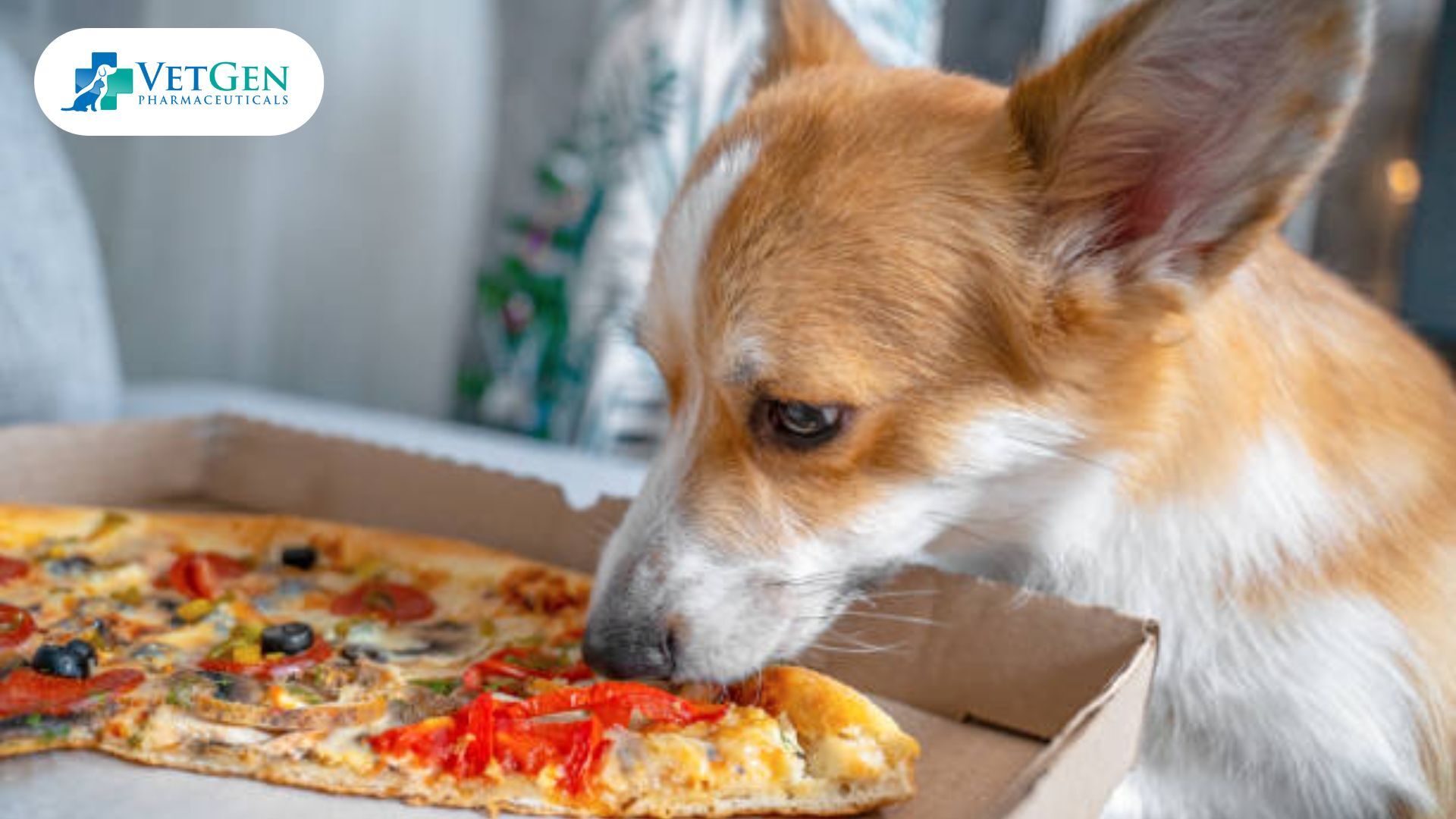 What To Do If Your Dog Ate Pizza