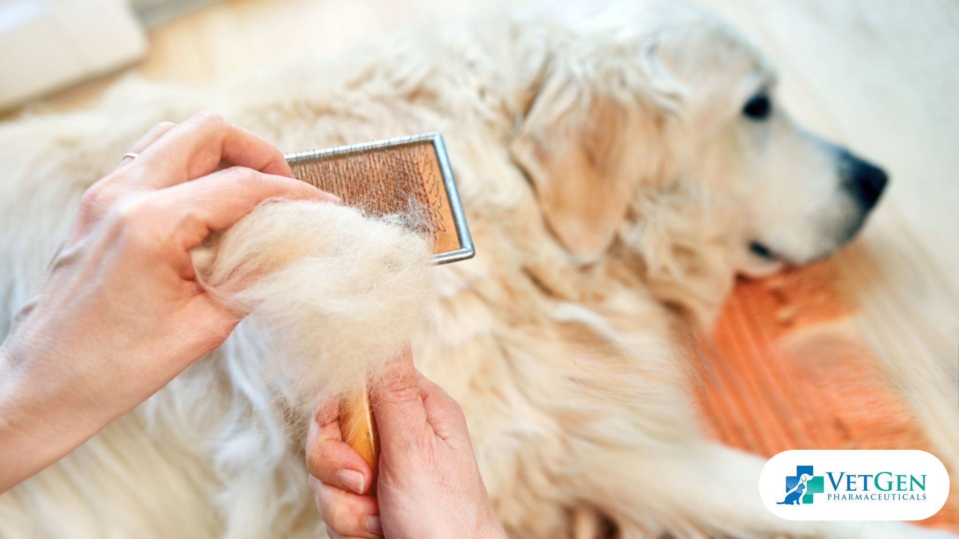 Why do Golden Retrievers Shed So Much