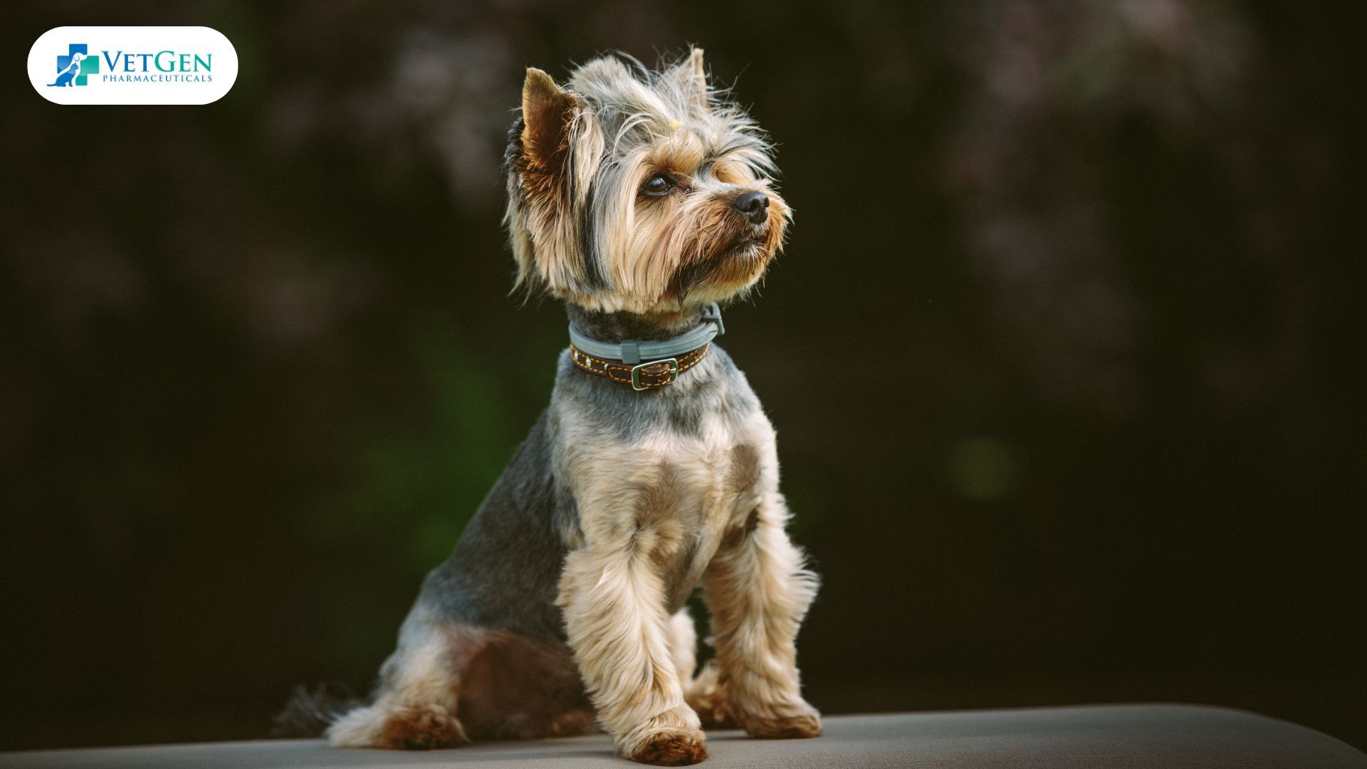 Yorkshire Terrier dog