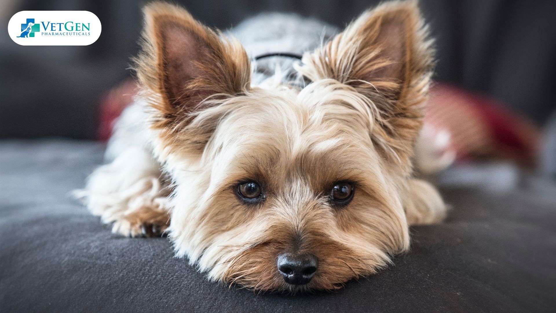 Yorkshire Terrier dogs