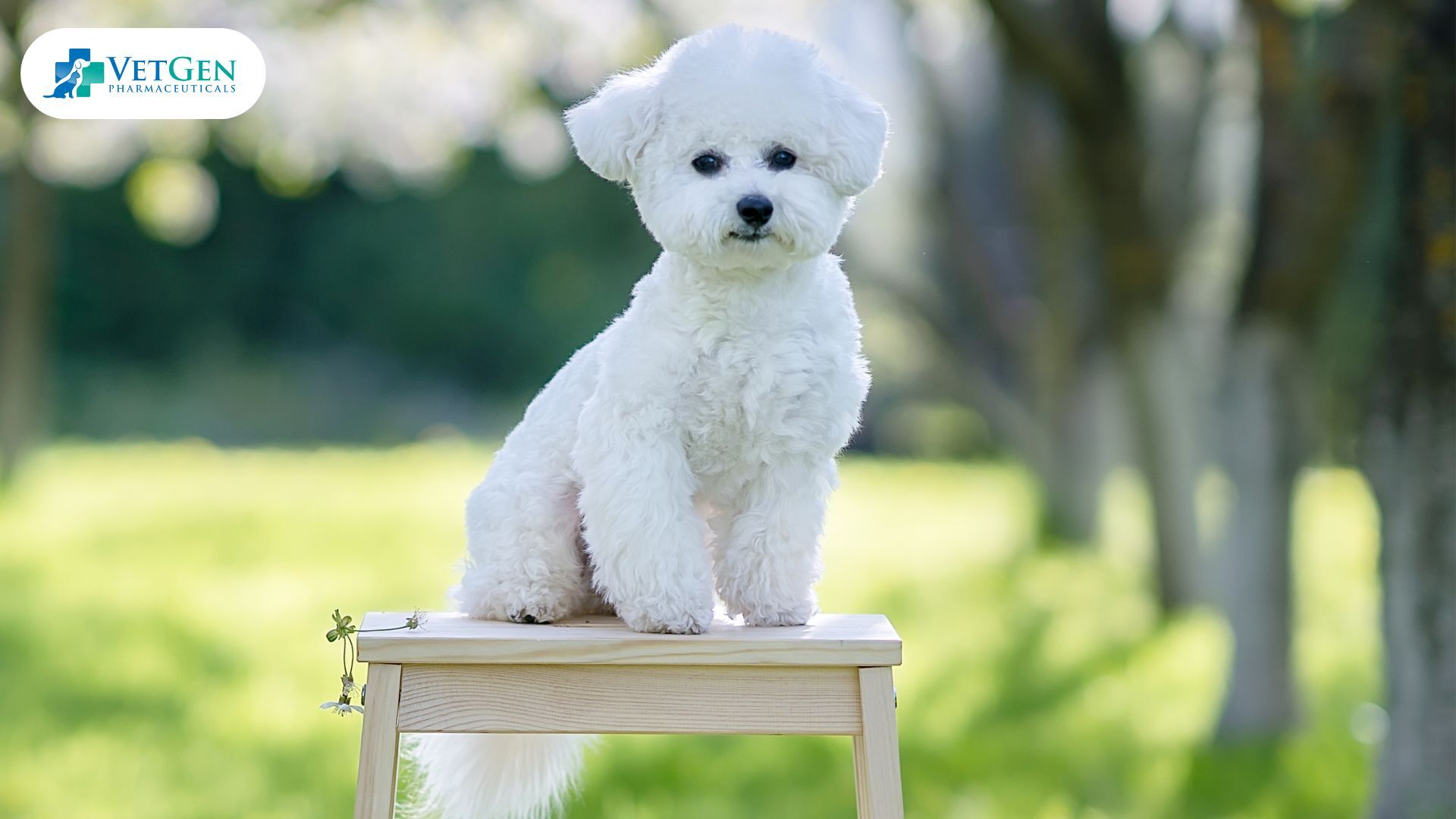 Bichon Frise dogs