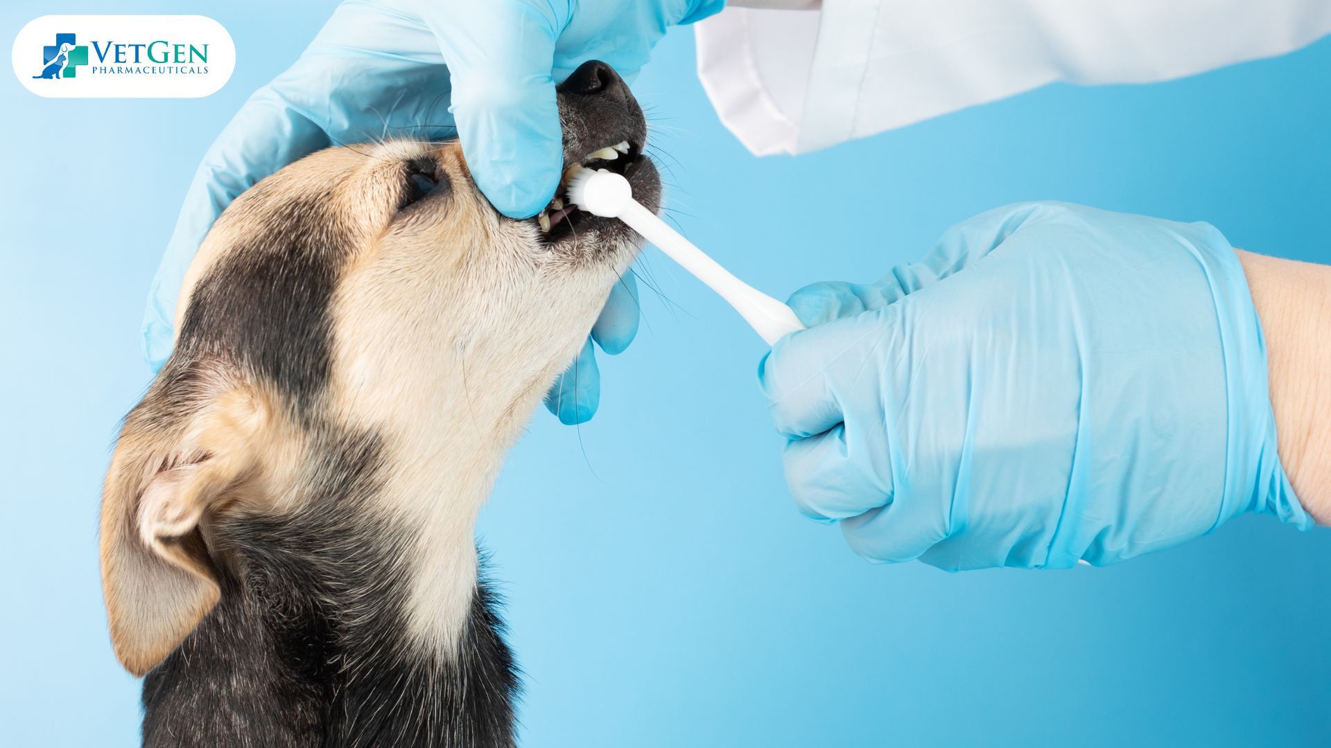 Brushing dog's teeth